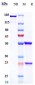 Anti-Zaire Ebola virus Reference Antibody (Larcaviximab)