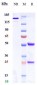 Anti-ICOS / CD278 Reference Antibody (alomfilimab)