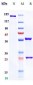 Anti-SCFR / c-Kit / CD117 Reference Antibody (Barzolvolimab)