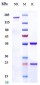 Anti-CD98 Reference Antibody (KHK2898)