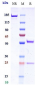 Anti-PCSK9 Reference Antibody (ongericimab)