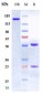 Anti-CD28 Reference Antibody (FR104)