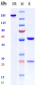 Anti-Hepcidin / HAMP Reference Antibody (LY2787106)