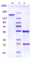 Anti-TNFRSF4 / OX40 / CD134 Reference Antibody (telazorlimab)