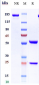 Anti-KIR Reference Antibody (lirilumab)