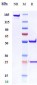 Anti-IL-1RL2 / IL-36R Reference Antibody (imsidolimab)