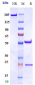 Anti-LAG3 / CD223 Reference Antibody (ieramilimab)