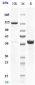 Anti-TSPAN26 / CD37 Reference Antibody (otlertuzumab)