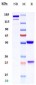 Anti-F12 / Factor XII Reference Antibody (garadacimab)