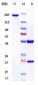 Anti-TIM-3 / HAVCR2 / CD366 Reference Antibody (sabatolimab)