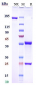 Anti-RHD / CD240d Reference Antibody (roledumab)