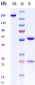 Anti-CanAg Reference Antibody (Cantuzumab ravtansine)