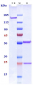 Anti-Siglec-3 / CD33 Reference Antibody (IMGN779)