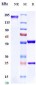 Anti-Siglec-3 / CD33 Reference Antibody (vadastuximab)