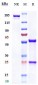 Anti-VEGFR1 / FLT1 Reference Antibody (icrucumab)