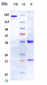 Anti-FLT3 / CD135 Reference Antibody (IMC-EB10)
