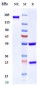 Anti-IL-23a Reference Antibody (tildrakizumab)