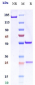 Anti-IL-6Ra / CD126 Reference Antibody (levilimab)