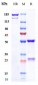 Anti-CD28L / CD80 Reference Antibody (galiximab)