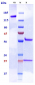 Anti-PCSK9 Reference Antibody (tafolecimab)