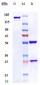 Anti-F3 / Factor III / Tissue Factor / CD142 Reference Antibody (tisotumab)