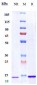 Anti-CD28 Reference Antibody (lulizumab)