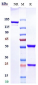 Anti-Siglec-2 / CD22 Reference Antibody (epratuzumab)