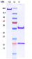 Anti-Sialyl-Lewis A Reference Antibody (MVT-5873)