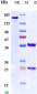 Anti-FGF2 Reference Antibody (HuGAL-F2)