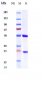 Anti-L-selectin Reference Antibody (Aselizumab)