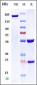 Anti-CanAg Reference Antibody (Cantuzumab)