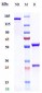 Anti-B7-H1 / PD-L1 / CD274 Reference Antibody (adebrelimab)