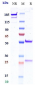 Anti-B7-H1 / PD-L1 / CD274 Reference Antibody (opucolimab)