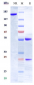 Anti-HLA-DR Reference Antibody (IMMU-114)