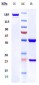 Anti-TNFRSF10A / TRAILR1 / CD261 Reference Antibody ( mapatumumab)