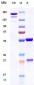 Anti-PA Reference Antibody (Raxibacumab)