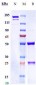 Anti-ERBB2 / HER2 / CD340 Reference Antibody (Anbenitamab)