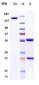 Anti-F9 / Factor IX Reference Antibody (emicizumab)