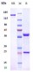 Anti-Adrenomedullin Reference Antibody (enibarcimab)