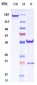 Anti-CD20 Reference Antibody (veltuzumab)