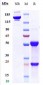 Anti-IL-3Ra / CD123 Reference Antibody (SNG-CD123A)