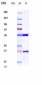 Anti-TIGIT Reference Antibody (ociperlimab)