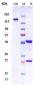 Anti-IL-5 Reference Antibody (depemokimab)