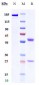 Anti-PVRIG Reference Antibody (GSK4381562)