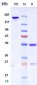 Anti-CD7 Reference Antibody (grisnilimAb)