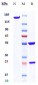 Anti-Tau Reference Antibody (gosuranemab)