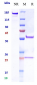 Anti-PDCD1 / PD-1 / CD279 Reference Antibody (zimberelimab)