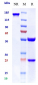 Anti-TNFRSF5 / CD40 Reference Antibody (giloralimab)