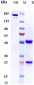 Anti-FGF19 Reference Antibody (1A6)