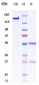 Anti-B7-H1 / PD-L1 / CD274 Reference Antibody (garivulimab)